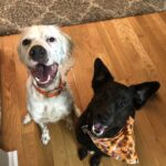 Monty & Milo