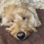 Toby
